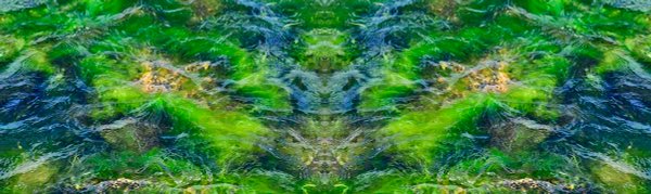 Meripoikaset -vedenheijastumavalokuva, joka kuvattu Svartholman merilinnoituksen rantavesissä Itäisellä Suomenlahdella. Kuvan päävärinä vihreä ja näkyvissä merilevää, vettä ja kiviä.